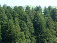 天然秋田杉