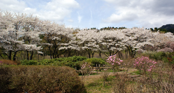 秋田市植物園・桜の並木
